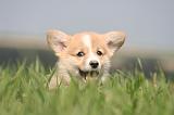 CORGI PEMBROKE 1227
